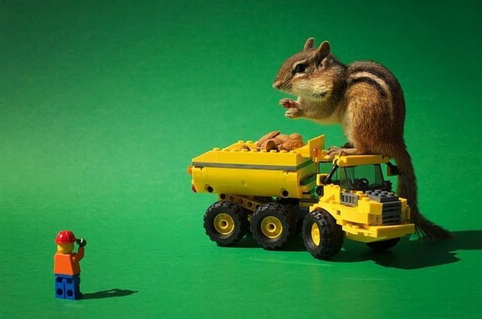 squirrel in action