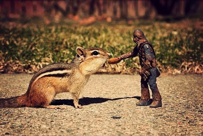 squirrel in action