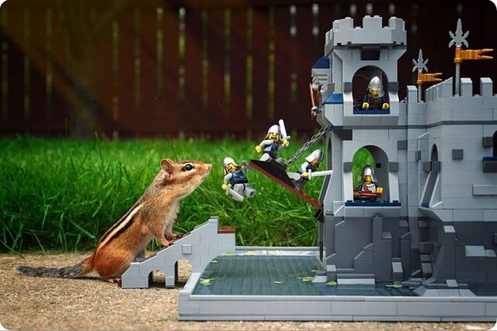 squirrel in action