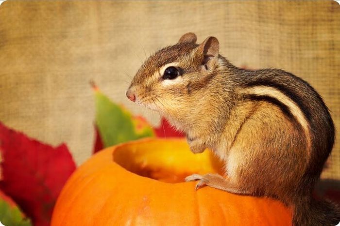 squirrel in action