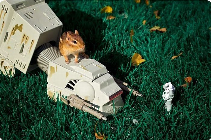 squirrel in action