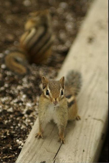 squirrel in action
