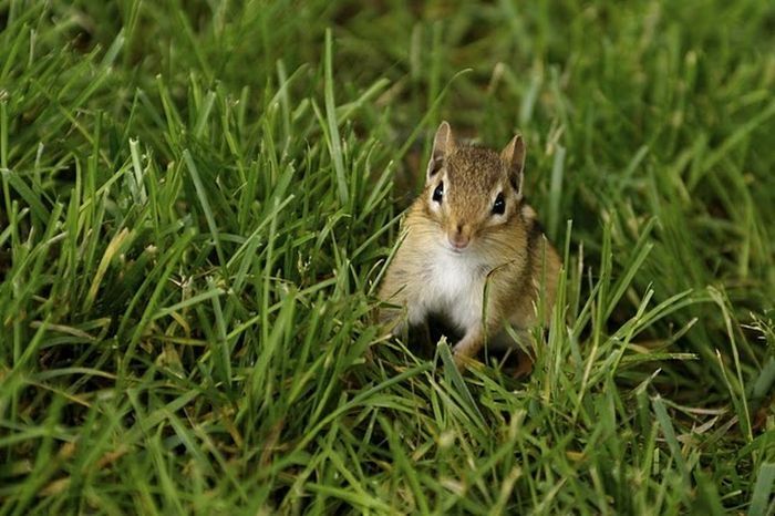 squirrel in action