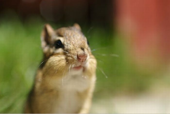 squirrel in action
