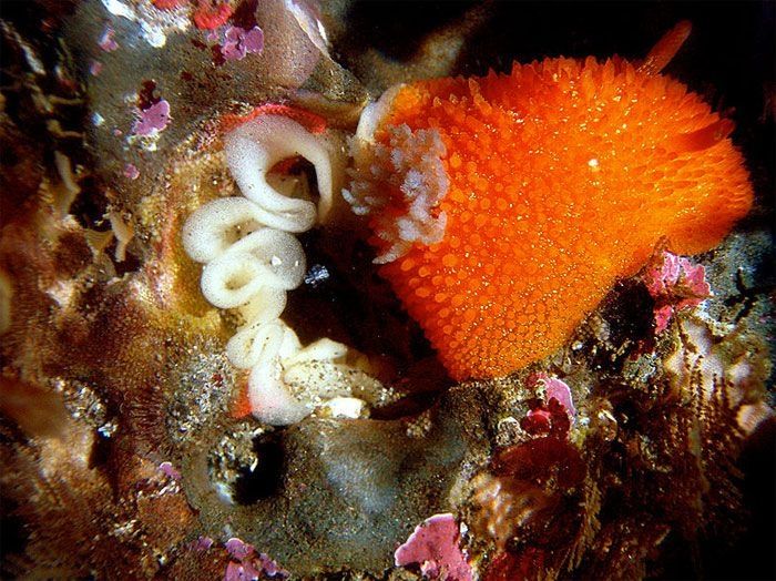 marine biologists photography of underwater creatures