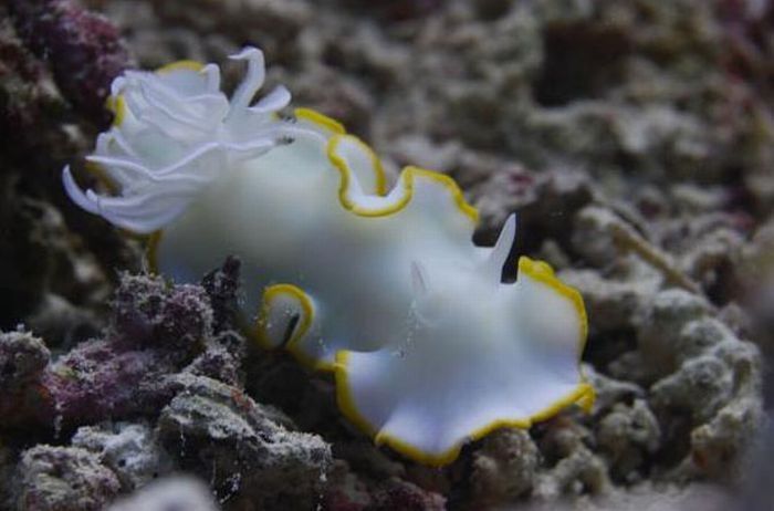 marine biologists photography of underwater creatures