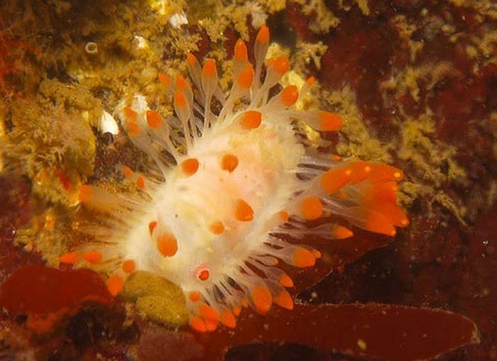 marine biologists photography of underwater creatures