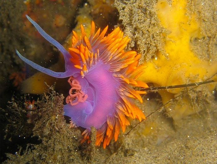 marine biologists photography of underwater creatures