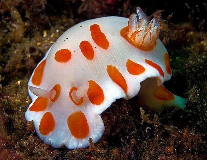 marine biologists photography of underwater creatures