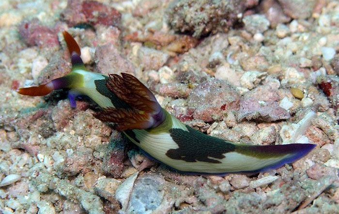 marine biologists photography of underwater creatures