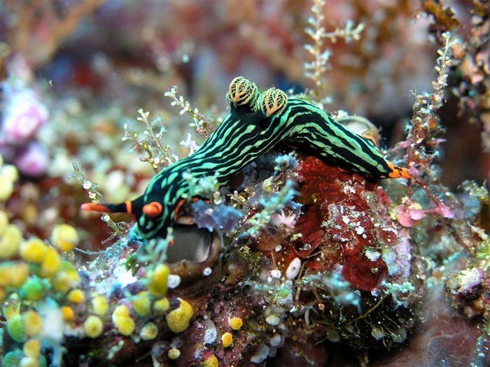 marine biologists photography of underwater creatures