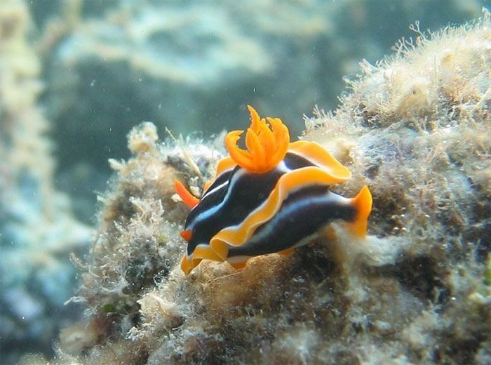 marine biologists photography of underwater creatures