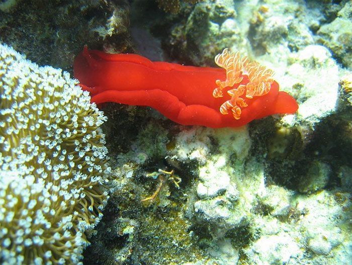 marine biologists photography of underwater creatures