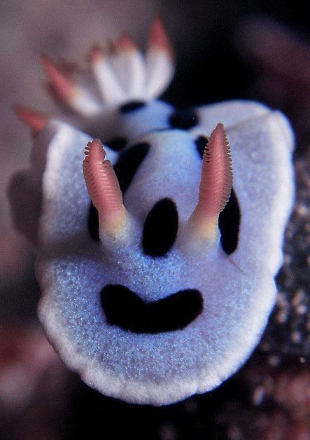 marine biologists photography of underwater creatures