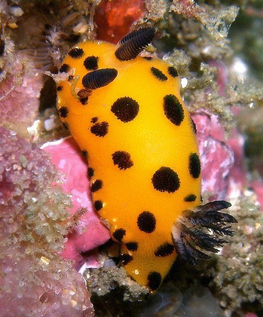 marine biologists photography of underwater creatures