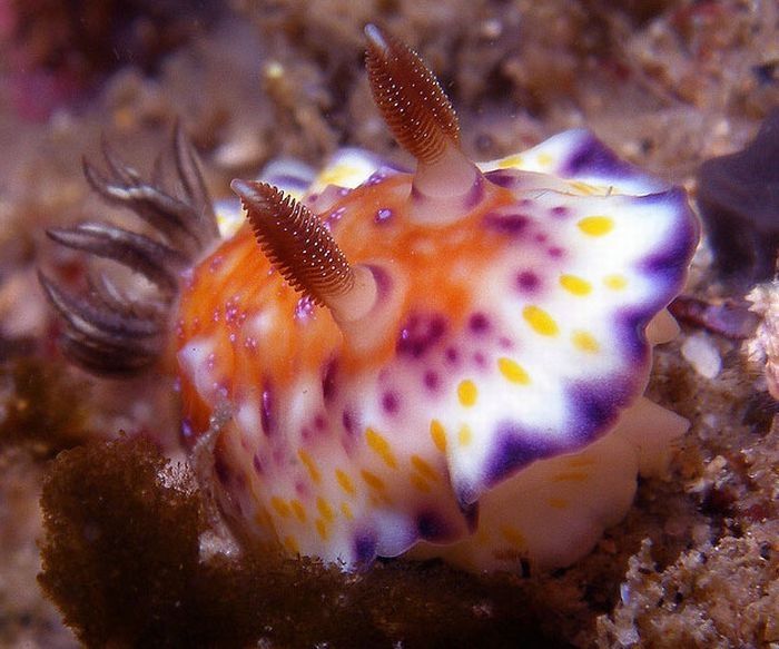 marine biologists photography of underwater creatures