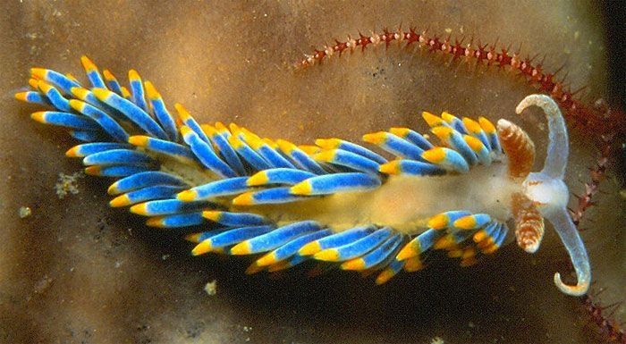 marine biologists photography of underwater creatures