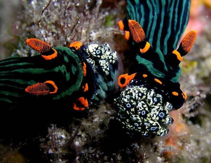 marine biologists photography of underwater creatures