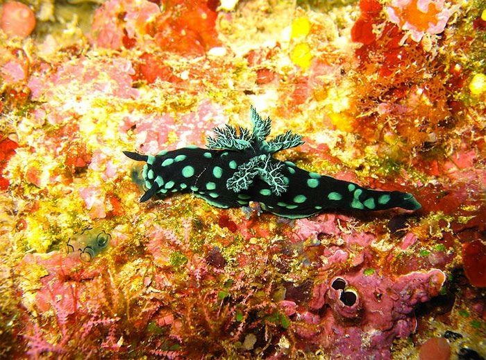 marine biologists photography of underwater creatures