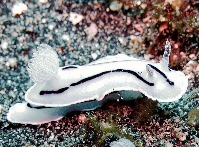 marine biologists photography of underwater creatures