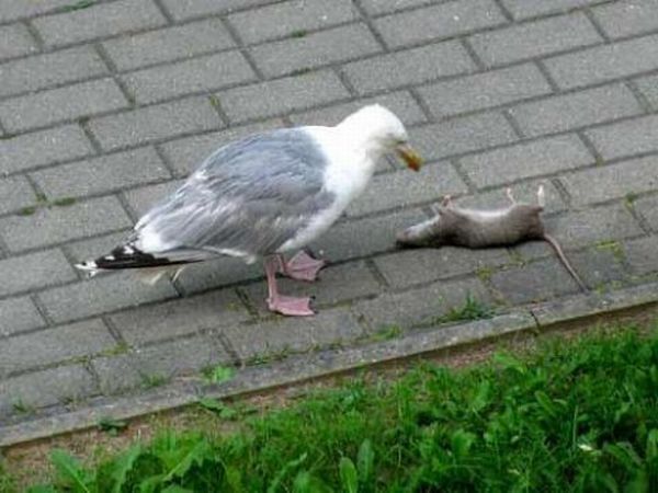 seagull eats a dead rat