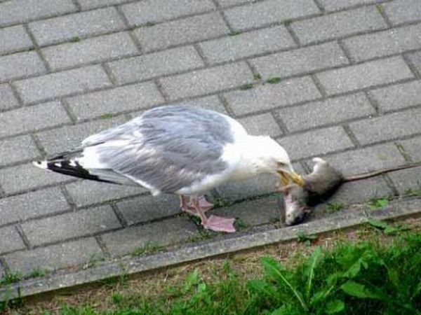 seagull eats a dead rat