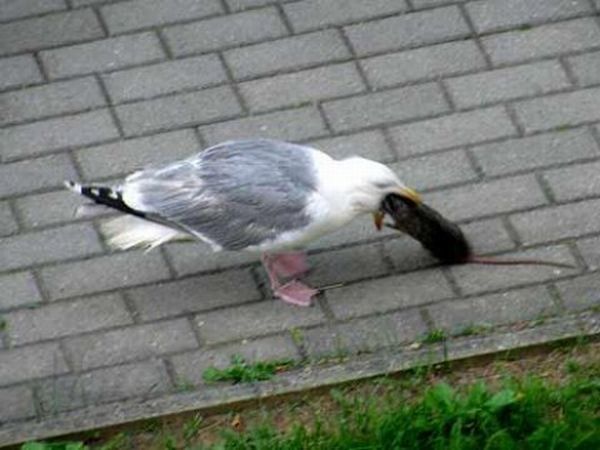 seagull eats a dead rat