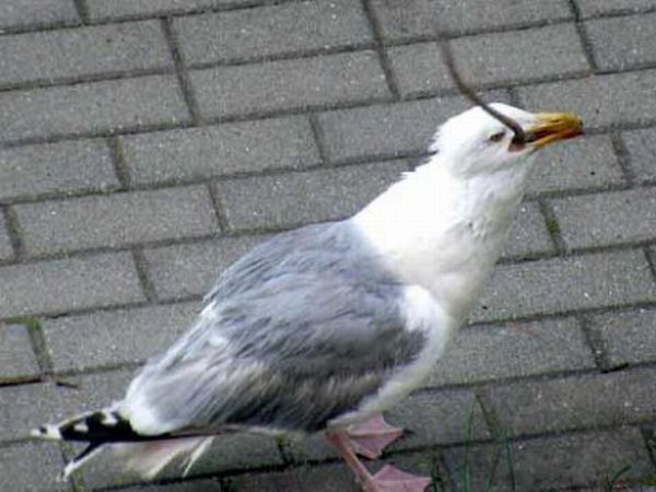 seagull eats a dead rat