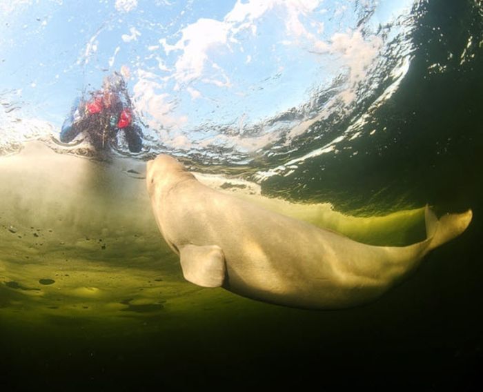 White whale by Andrey Nekrasov