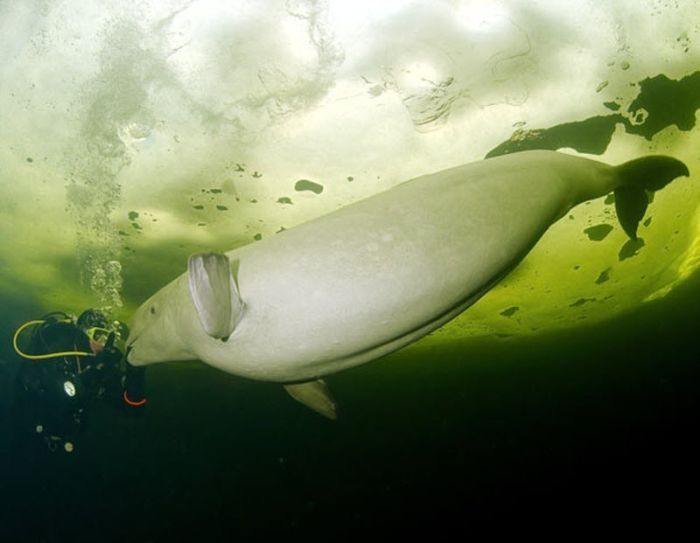 White whale by Andrey Nekrasov