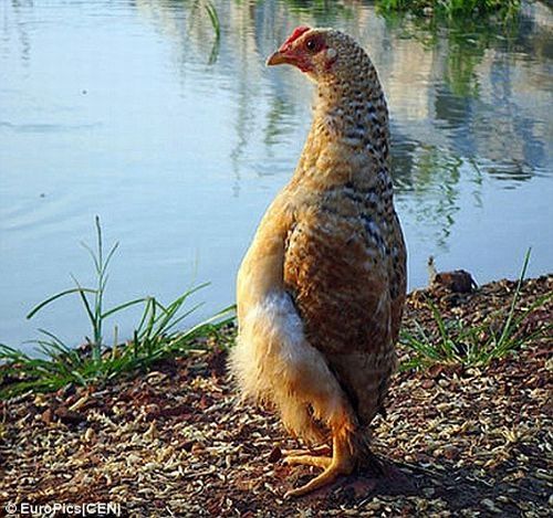 chicken walks like a penguin