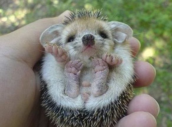 cute hedgehog