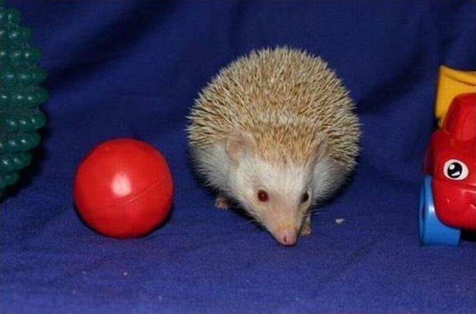 cute hedgehog