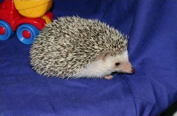 cute hedgehog