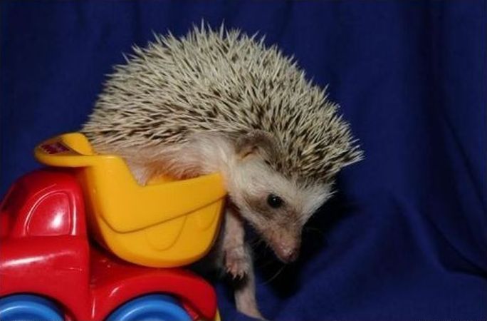 cute hedgehog