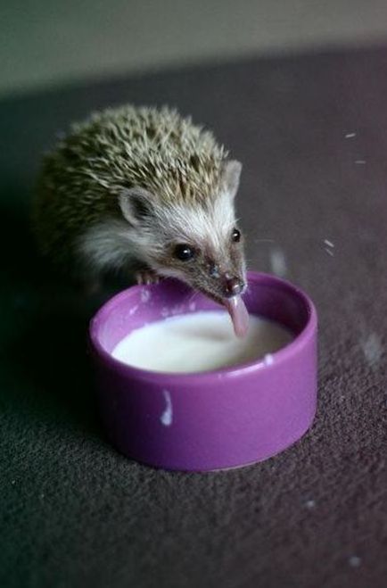 cute hedgehog