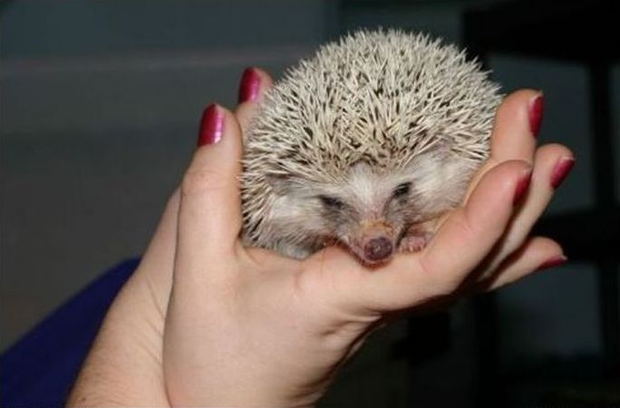 cute hedgehog