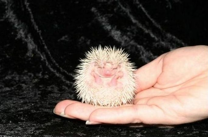 cute hedgehog