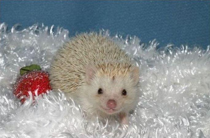 cute hedgehog