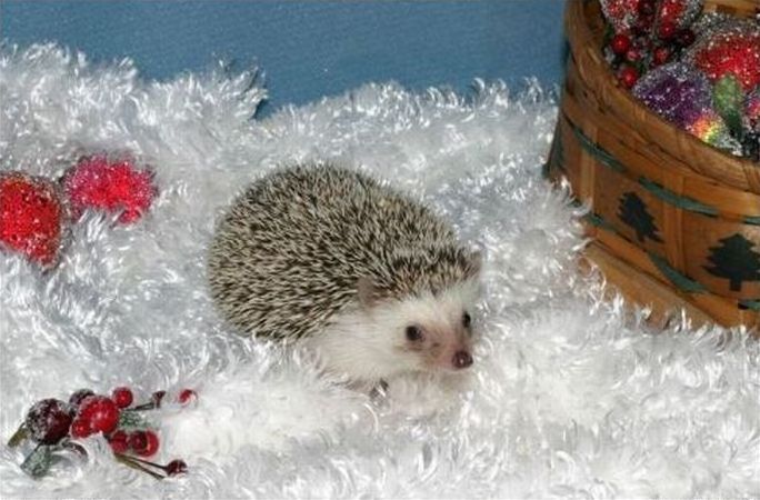 cute hedgehog