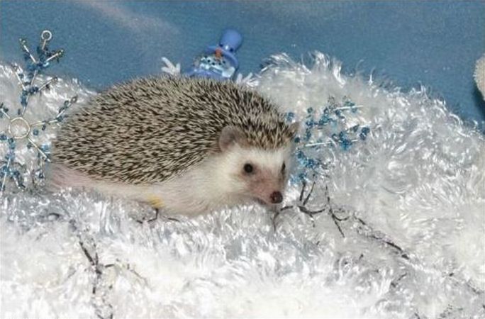 cute hedgehog