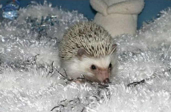 cute hedgehog