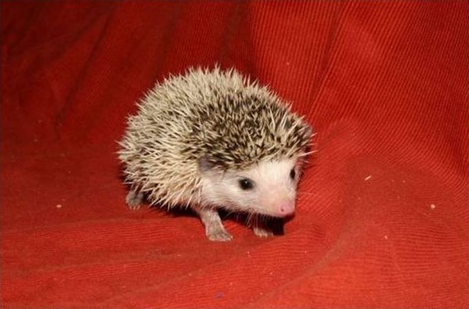 cute hedgehog