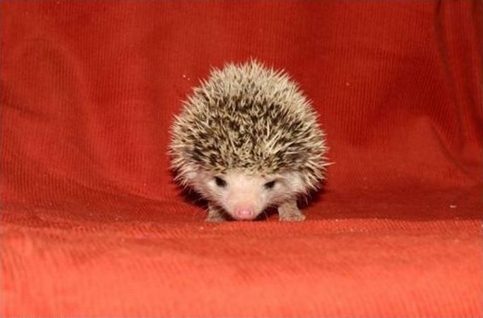 cute hedgehog