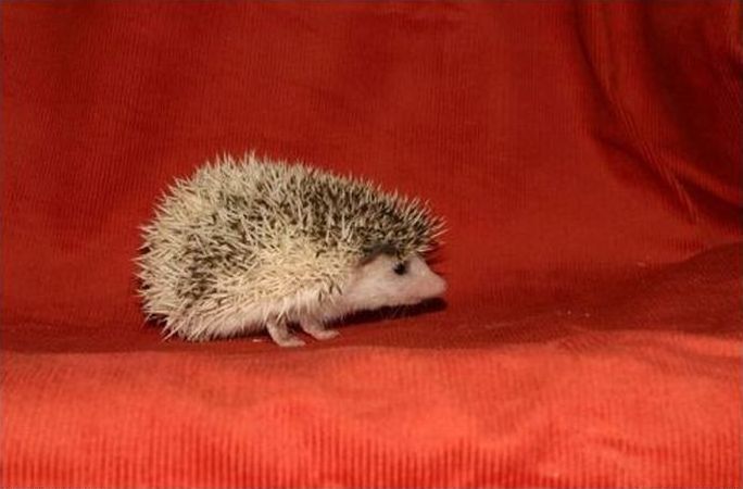 cute hedgehog