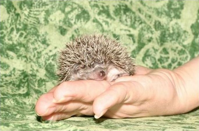 cute hedgehog