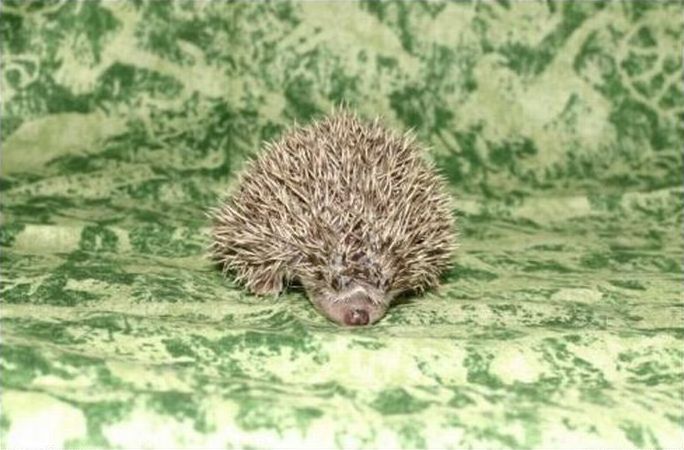 cute hedgehog