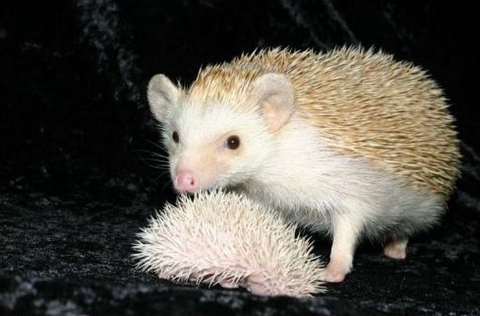 cute hedgehog