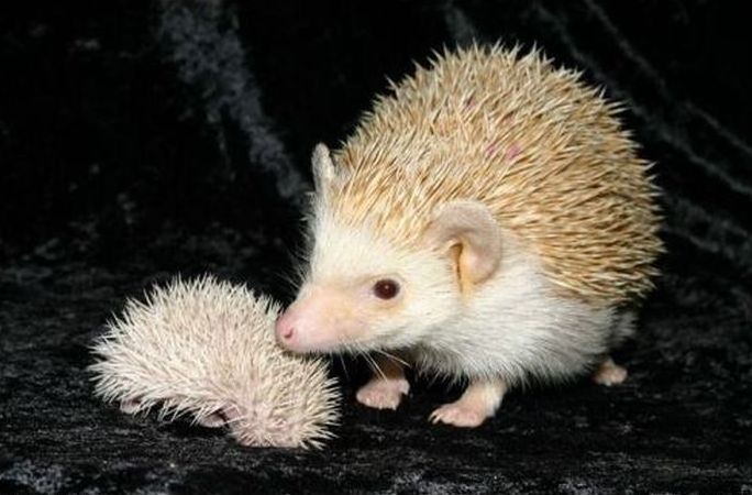 cute hedgehog