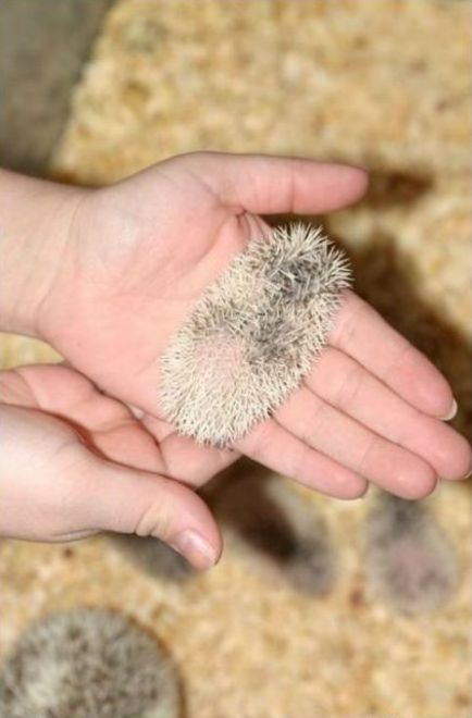 cute hedgehog